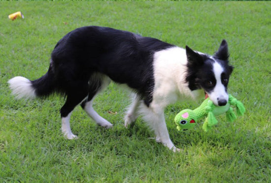 Bite-resistant Interactive Pet Dog Toy $18.71 Dana Fashion Color: Elepbaby Toys & Hobbies Product information: Color: Elephant, greedy snake Material: Plush Category: Pet Toys Packing list: Stuffed animal *1 Product Image: