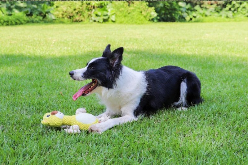 Bite-resistant Interactive Pet Dog Toy $18.71 Dana Fashion Color: Elepbaby Toys & Hobbies Product information: Color: Elephant, greedy snake Material: Plush Category: Pet Toys Packing list: Stuffed animal *1 Product Image: